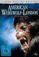 American Werewolf American Werewolf