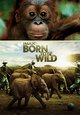 DVD Born to Be Wild